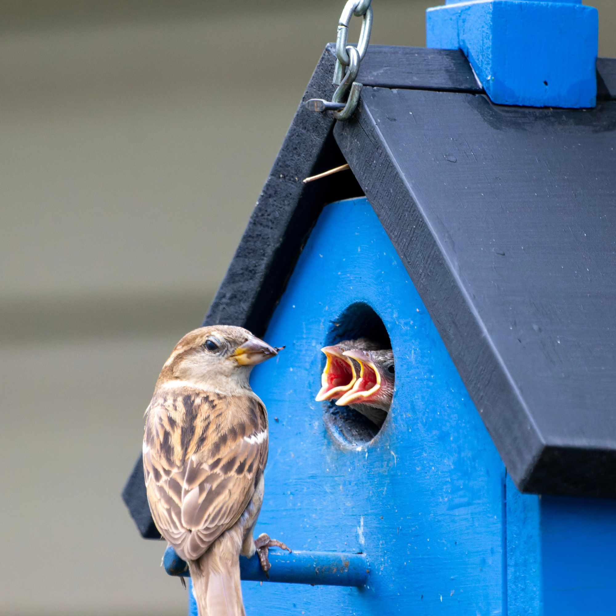 Sparrow feeding hungry chicks in blue bird box