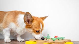 dog playing with a treat puzzle