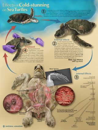 cold-stunned sea turtles