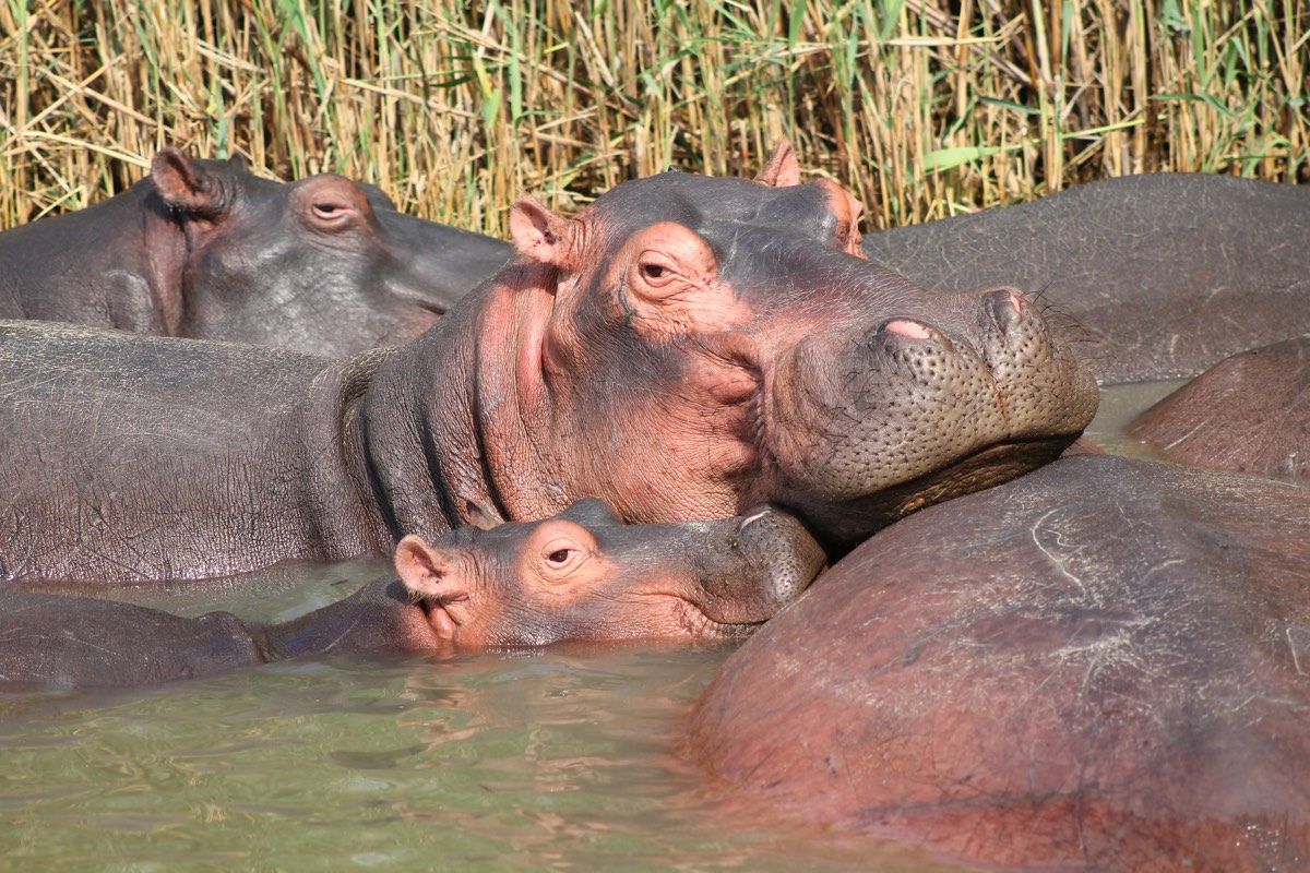 Family of hippos on a lake.