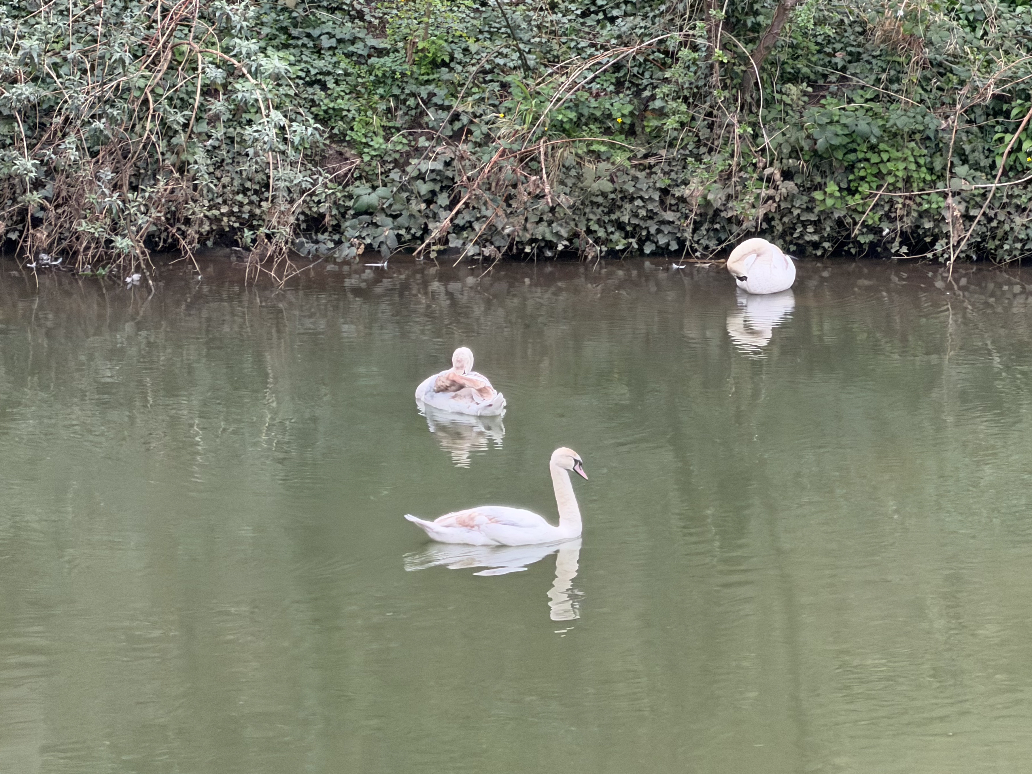 A photo taken for a Leica Leitzphone versus iPhone 17 Pro camera comparison faceoff