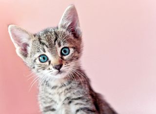 Cute kitten with blue eyes on pink background