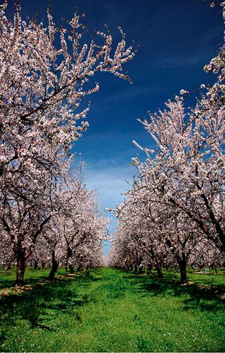 Languedoc blossom