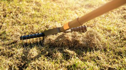 A lawn being scarified with a rake