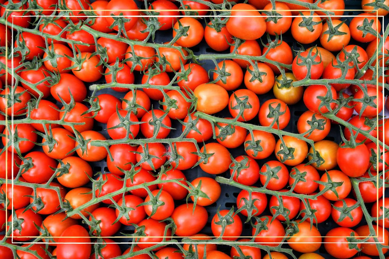 Tomato shortage 2023 Why UK supermarkets are running out of tomatoes