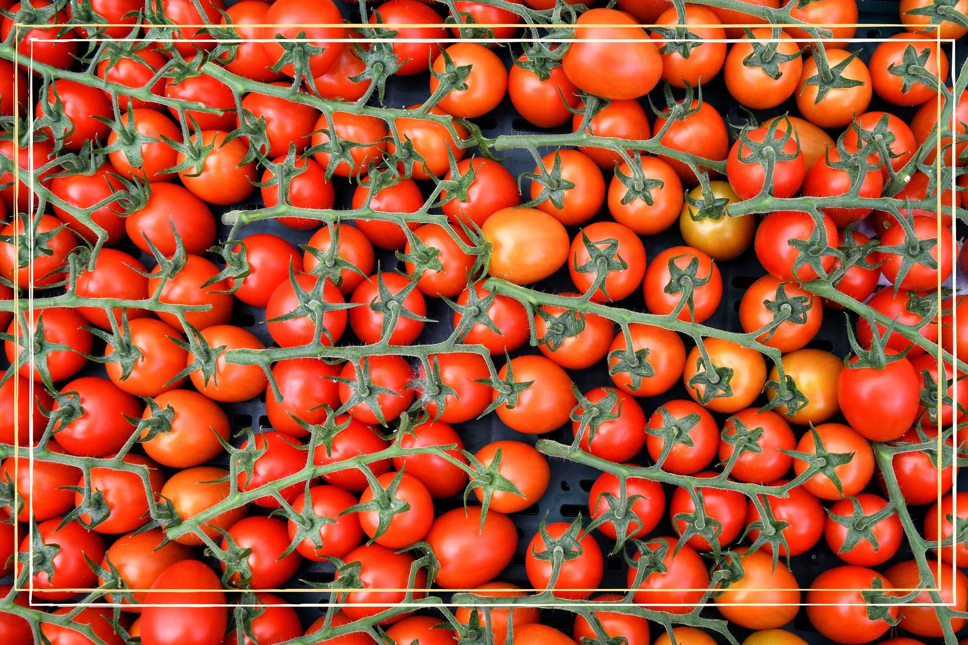 Tomato shortage 2023 Why UK supermarkets are running out of tomatoes