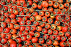 a close up of vine tomatoes in a Supermarket