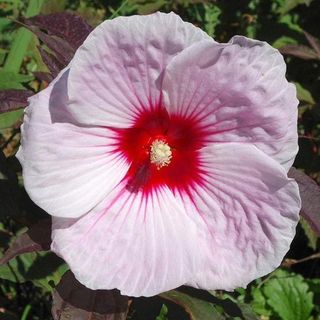 Pink and red hibiscus flower