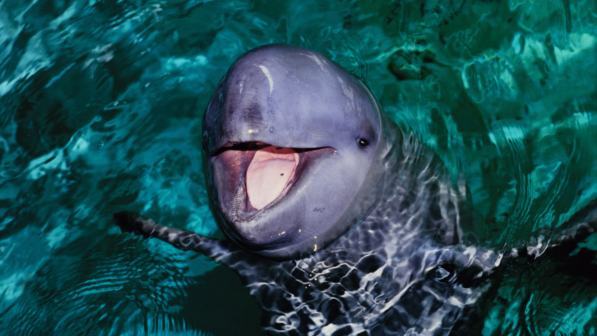 An irrwaddy dolphin pokes its head out of the water