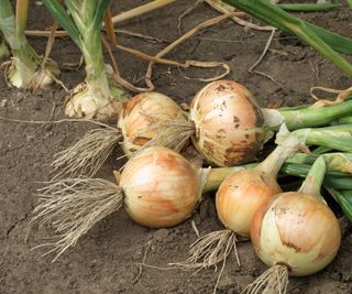 Harvested onions laying on the soil in the vegetable garden