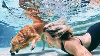 a smiling woman swims in a pool with her golden retriever who is diving underwater to grab a ball