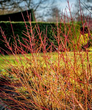 midwinter fire stems in red