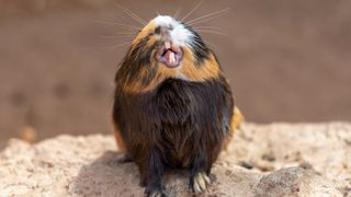 Guinea pig showing its teeth