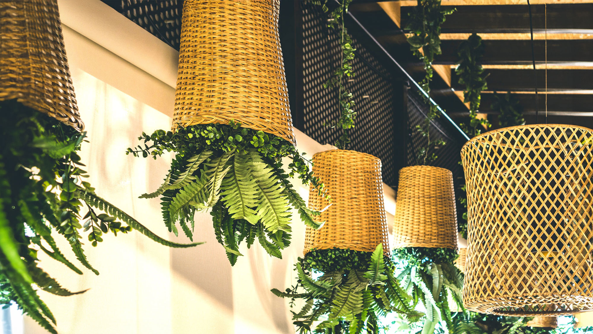 ferns in hanging baskets hanging upside down