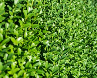 close up of privet hedge