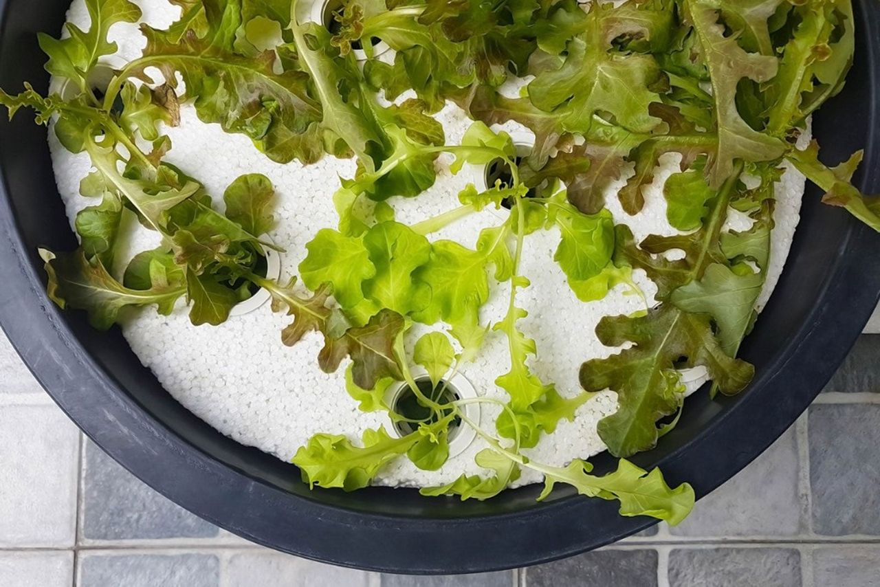 Dutch Bucket Hydroponic Garden