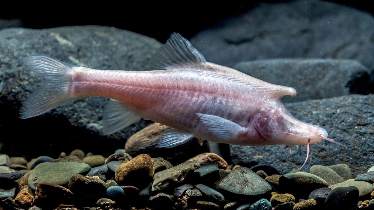 Einhornähnlicher blinder Höhlenfisch, der in dunklen Gewässern tief in der China-Höhle entdeckt wurde