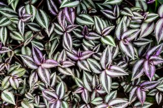 High angle close up of lush green leaves streaked with white and purple.