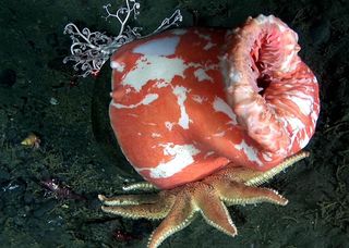 deep sea life, Oceans, Research; Sea anemones; Seabeds; Starfish; Underwater shots