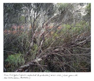 The exact location of this rare 13,000-year-old eucalyptus in Australia is kept secret because it is critically endangered. There are only five known individuals of this species, which Sussman was not even allowed to name in her book.