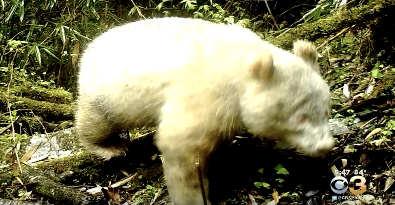 A rare albino panda.