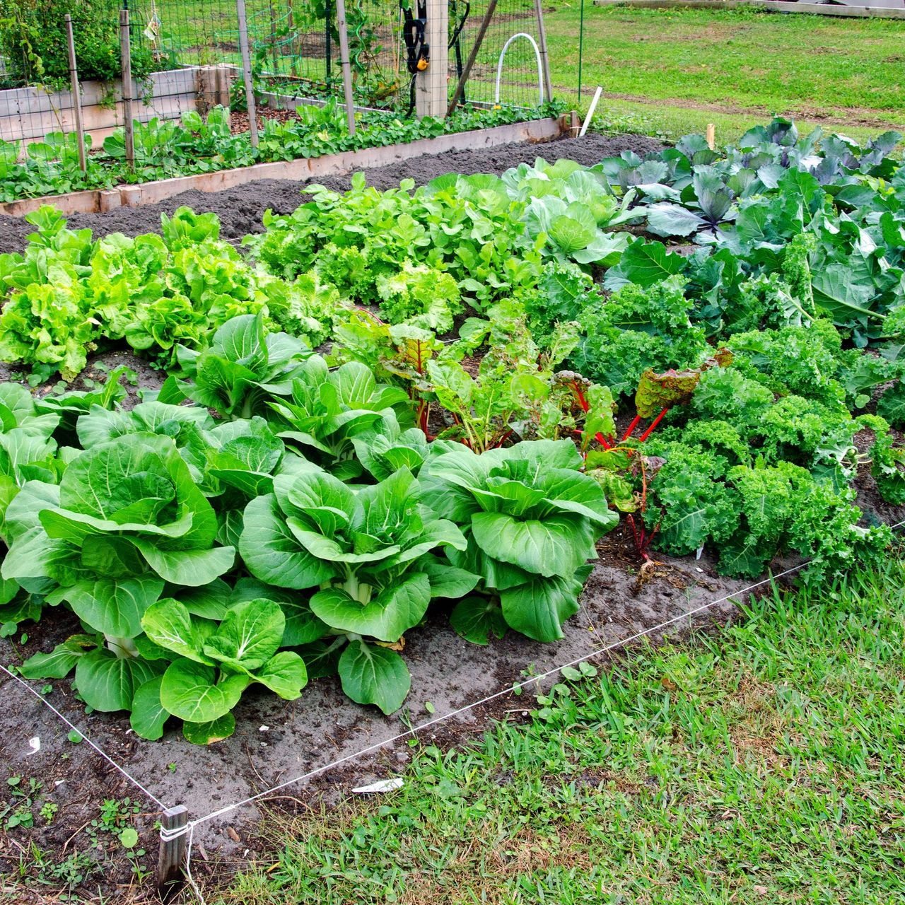 Lush vegetables grow in a community gardening plot.