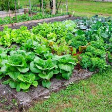 Lush vegetables grow in a community gardening plot.