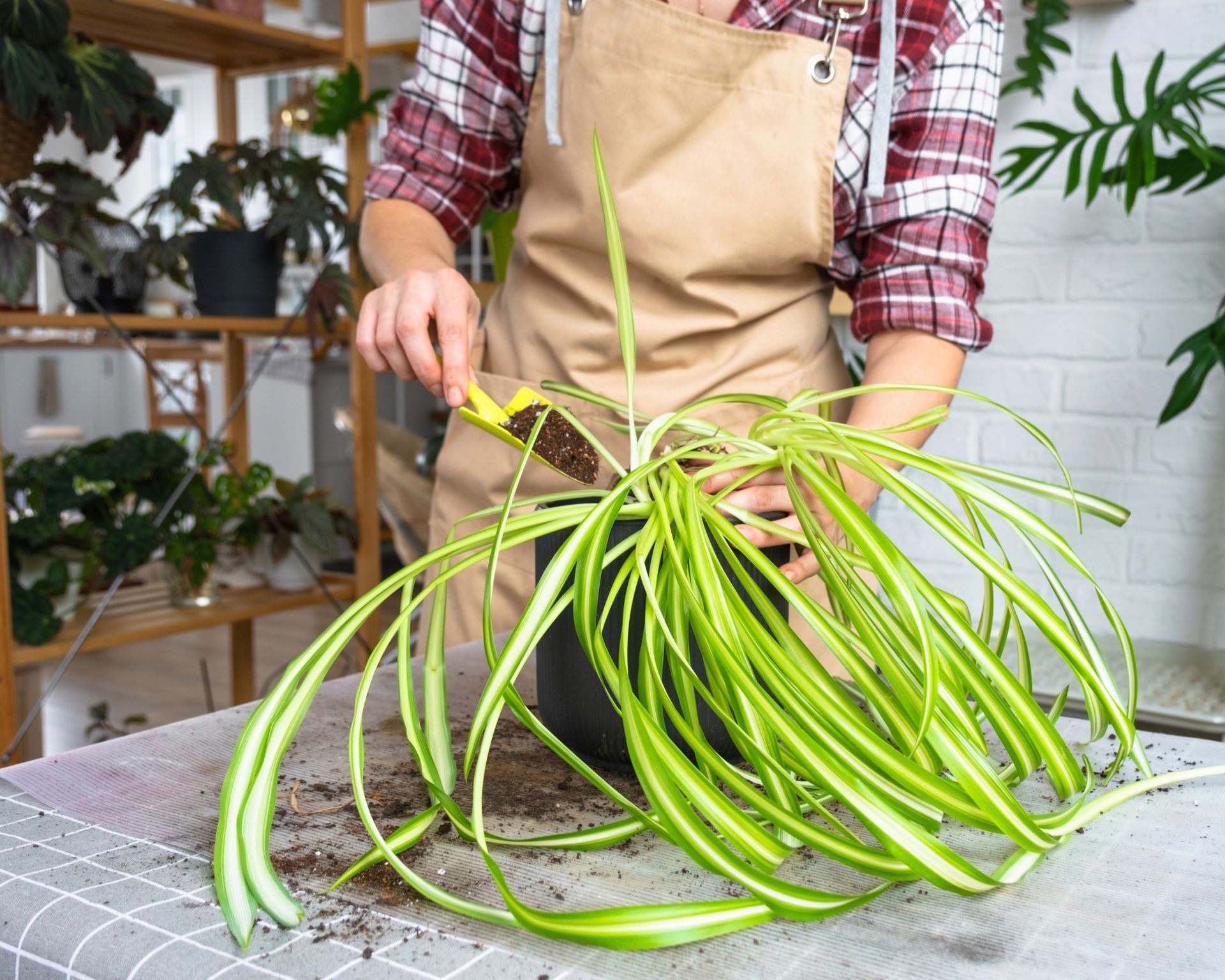 Repotting a spider plant