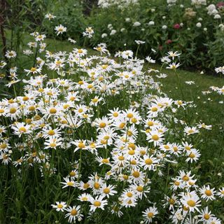 ox-eye daisies growing in garden
