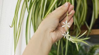 Spider plant pups