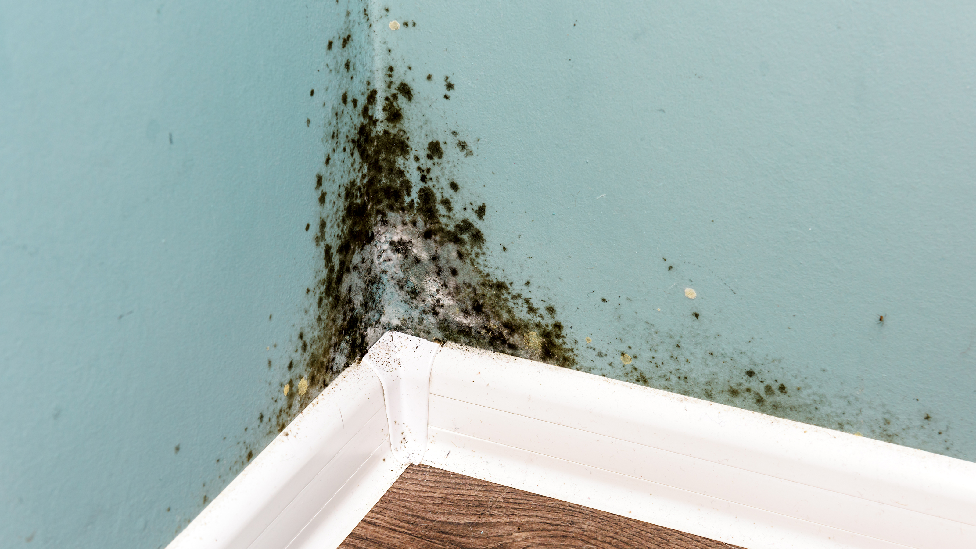 Mold in the corner of a room