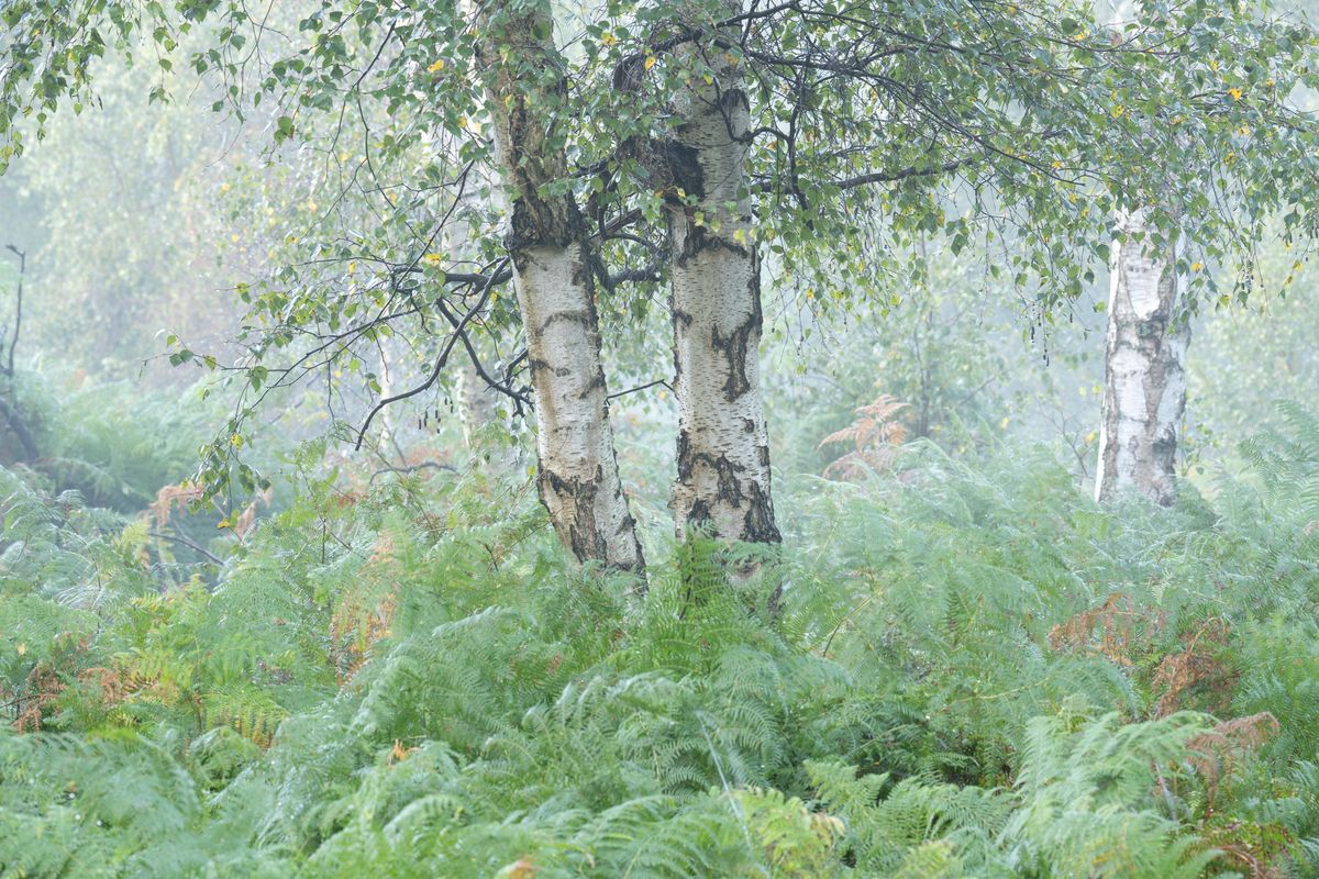 Woodland photo taken with the Nikkor Z 180-600mm f/5.6-6.3 VR