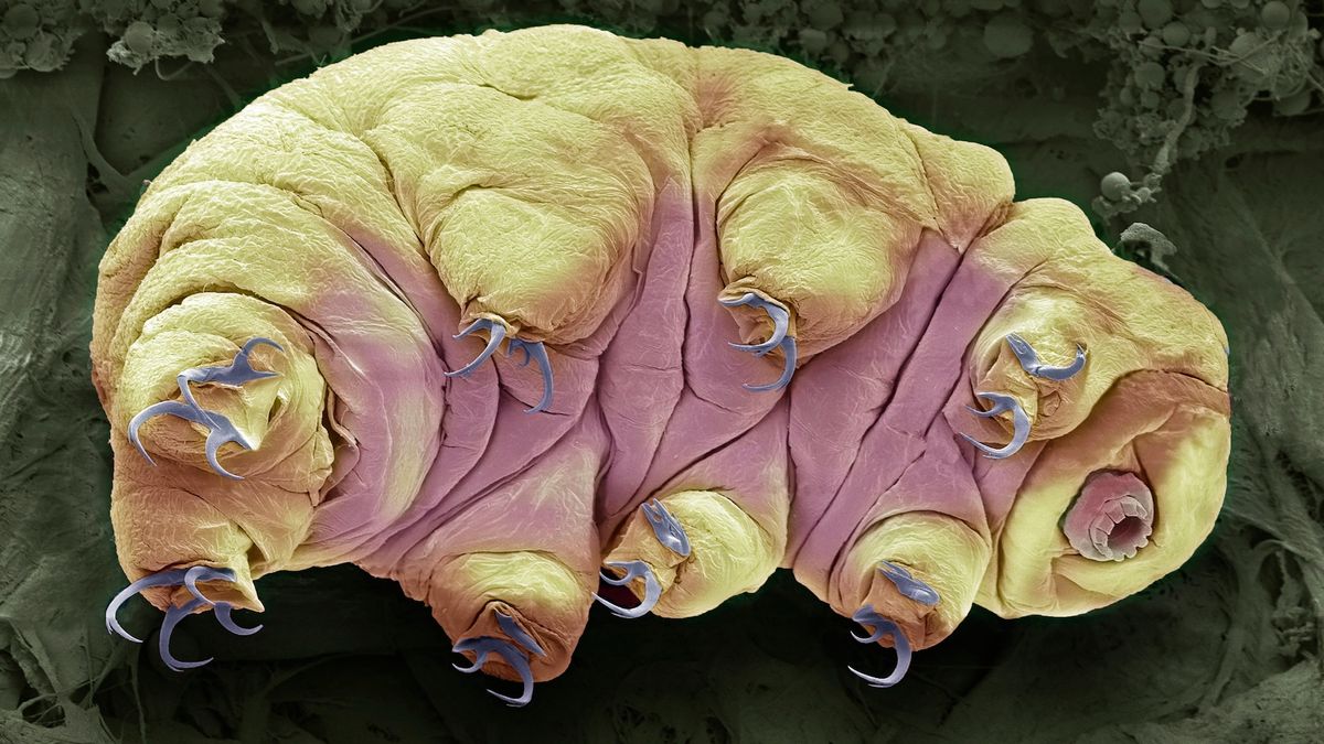 A colorized image of a tardigrade