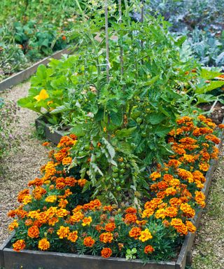 Companion planting tomatoes with marigolds