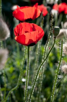 ommon Poppy - papaver rhoeas