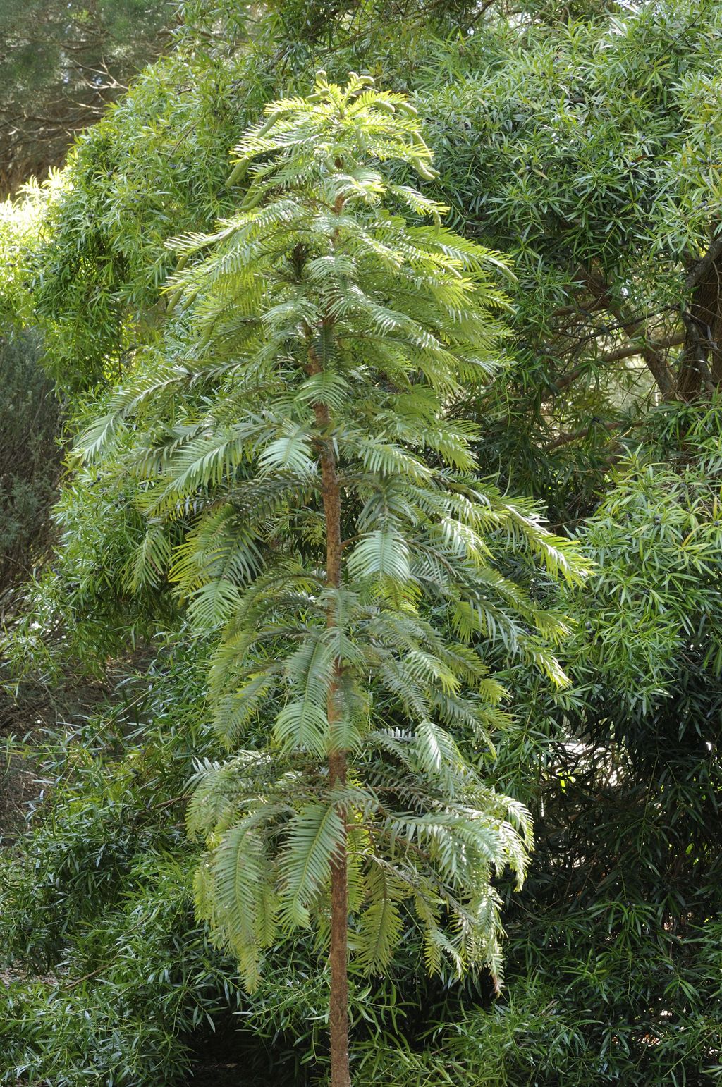 Mystery Of 'living Fossil' Tree Frozen In Time For 66 Million Years 