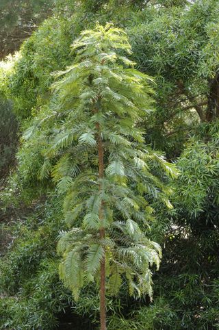A Wollemi pine - a tree thought extinct until 1994 when hikers came across