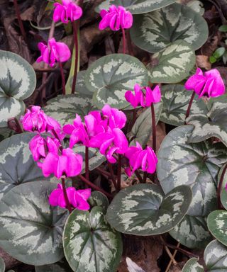 Pink flowers and patterned leaves of hardy Cyclamen coum