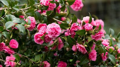 pink camellia bush