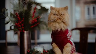 An orange cat wears a festive sweater