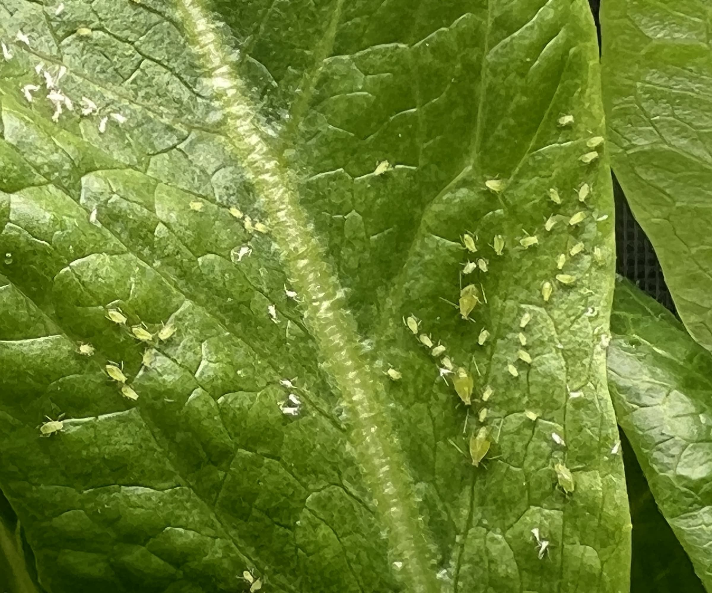 Close-up of green lettuce leaves with visible aphids in a garden