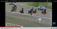 Showerking Flying Feathers Heavy Horse Stakes