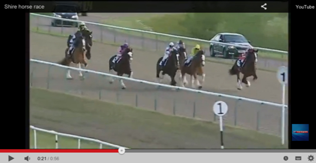 Showerking Flying Feathers Heavy Horse Stakes