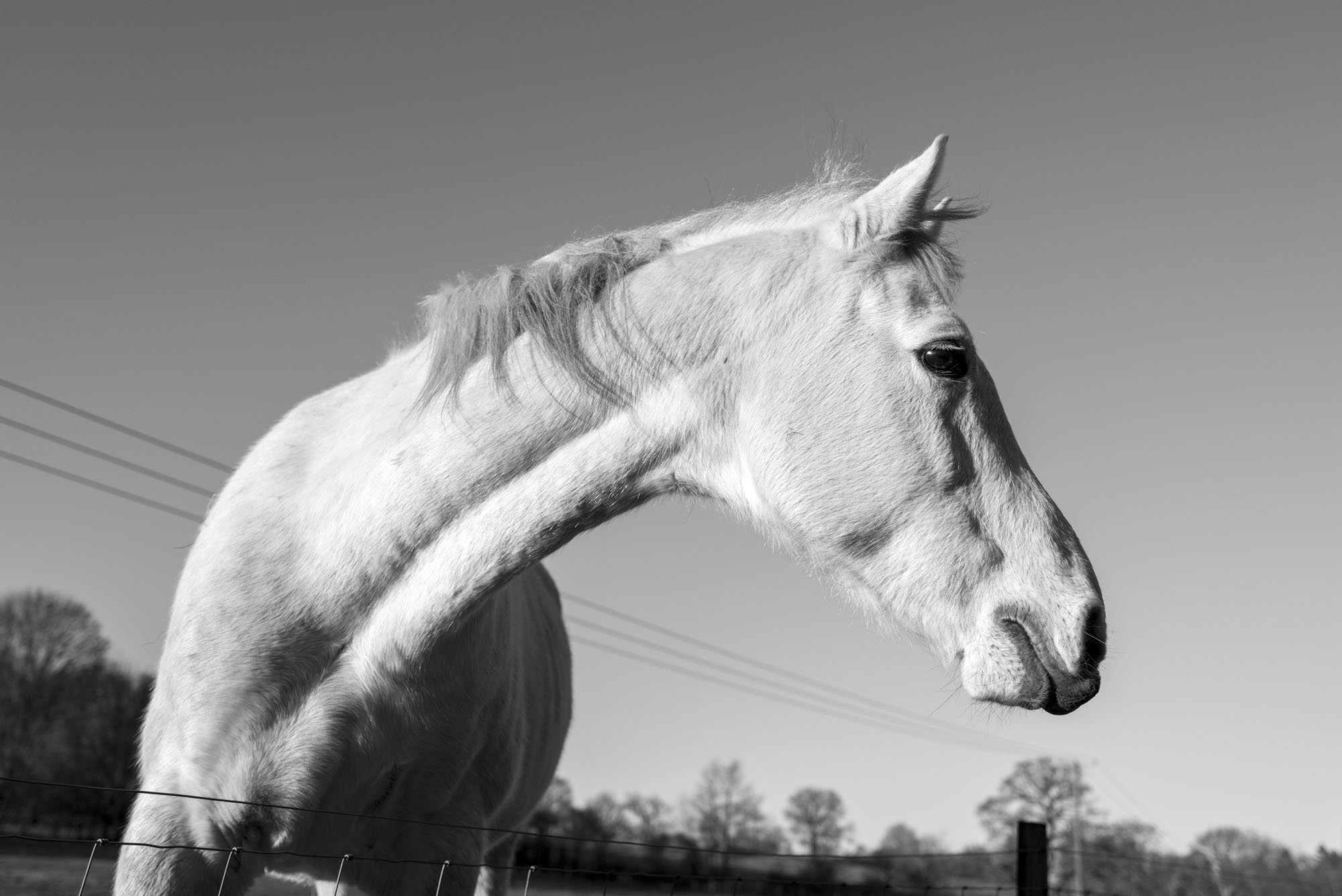 Leica Q3 Monochrom sample gallery: a horse