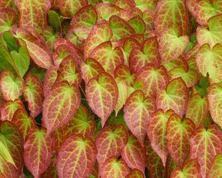 close up of patterned leaves of barrenwort (Epimedium)