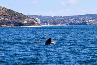 A humpback whale calf breaching out of offshore waters