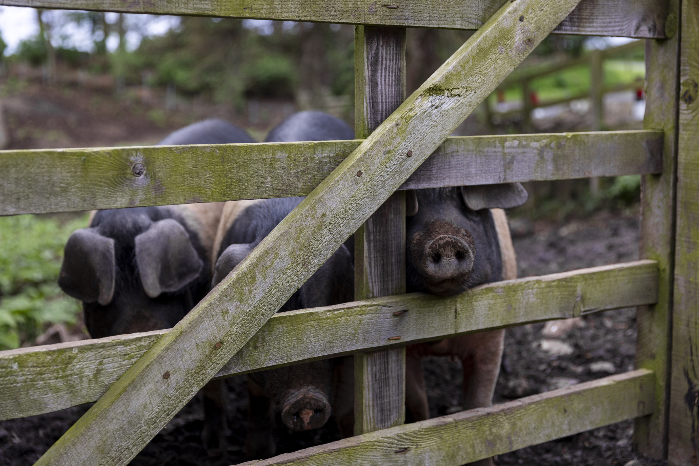 &#039;Smartly marked&#039; Saddleback pigs are the only porcine positive, with an increase in both keepers and breeding sows last year.