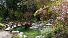 A Japanese garden with an outdoor pond, a wood bridge, rocks, and trees like cherry blossom