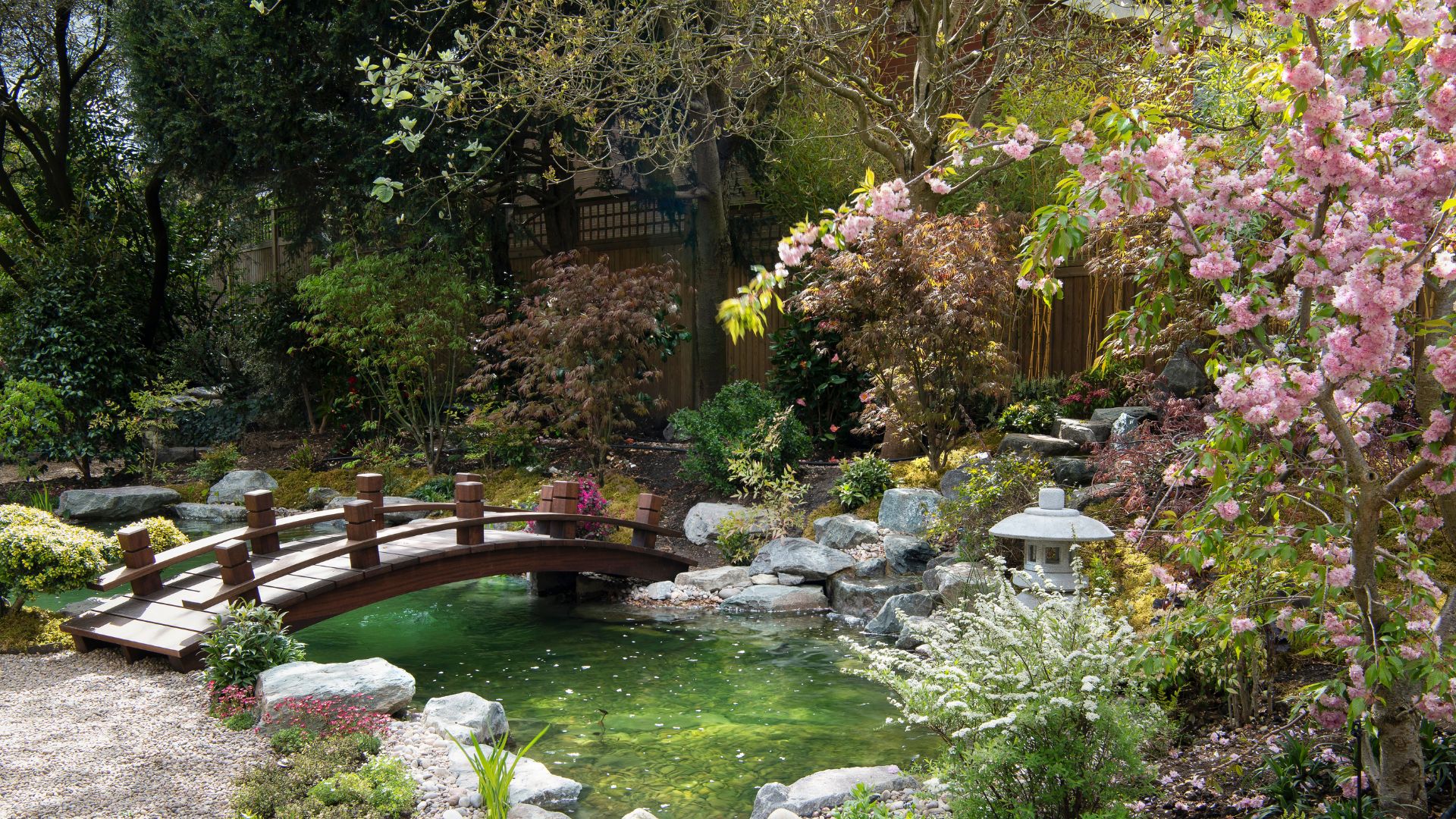 A Japanese garden with an outdoor pond, a wood bridge, rocks, and trees like cherry blossom