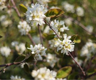 amelanchier blossom